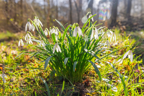 Spring snowdrops flowers in...
