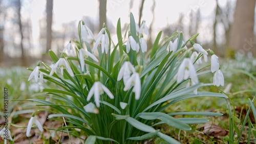 Spring snowdrops flowers in...