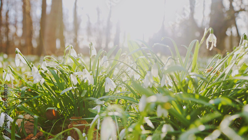 Spring snowdrops flowers in...