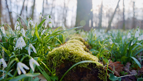 Spring snowdrops flowers in...