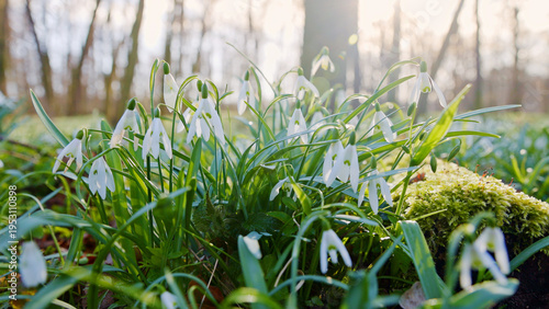 Spring snowdrops flowers in...