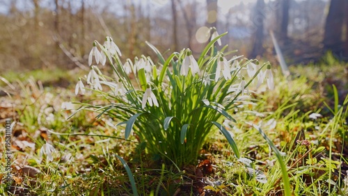 Spring snowdrops flowers in...