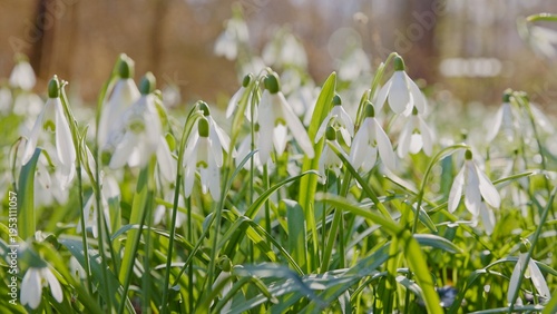 Spring snowdrops flowers in...