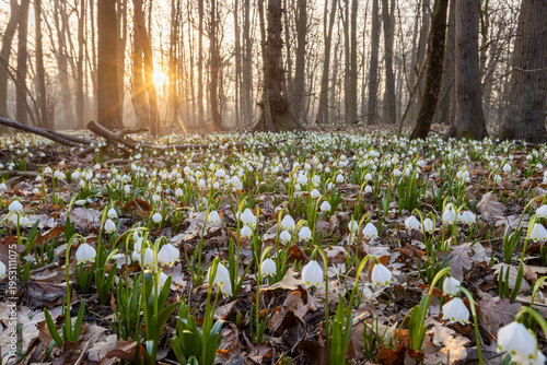 Spring flowers in the shini...