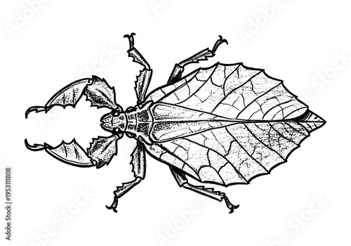 Detailed ink drawing of a leaf insect with intricate vein patterns on its wings and body