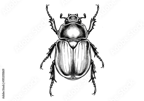 Detailed black and white illustration of a scarab beetle with intricate legs and antennae