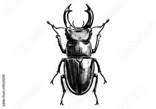Detailed black and white illustration of a stag beetle with prominent mandibles on a white background