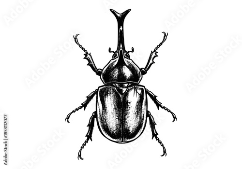 Detailed black and white illustration of a rhinoceros beetle with prominent horn