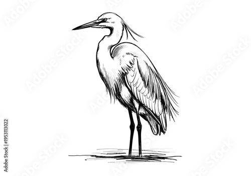 Elegant sketch of a heron standing in shallow water with a white background