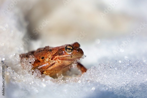 une belle grenouille sur la neige