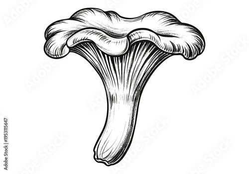 Detailed black and white illustration of a single chanterelle mushroom on a white background