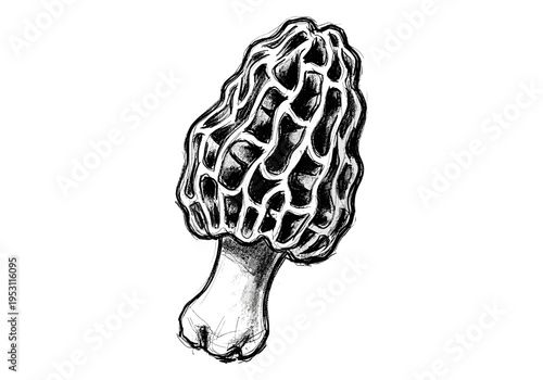 Detailed black and white sketch of a morel mushroom with a textured cap and stem