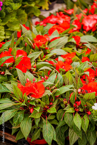 Vibrant red impatiens blooming in a lush garden during a sunny afternoon