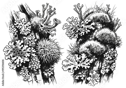 Detailed illustration of diverse lichen species growing on tree bark in black and white