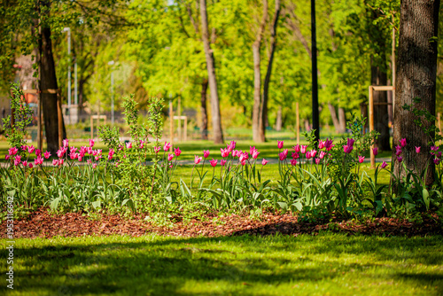 Vibrant tulips bloom in a sunlit park, creating a joyful spring scene among lush greenery