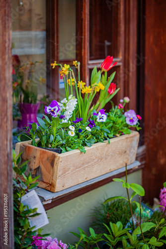 Colorful spring flowers blooming in a wooden planter by a sunlit window