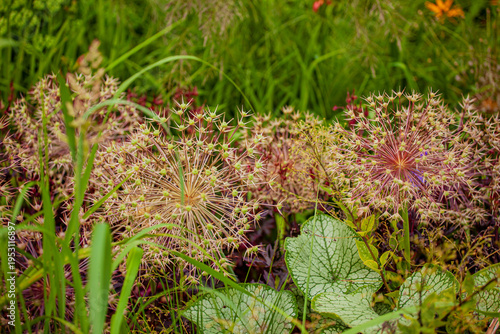 Colorful garden scene showcasing exotic flowering plants during a sunny afternoon in late summer