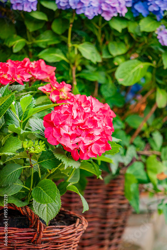 Vibrant pink hydrangeas bloom in woven baskets under a sunny, blue sky in a garden setting