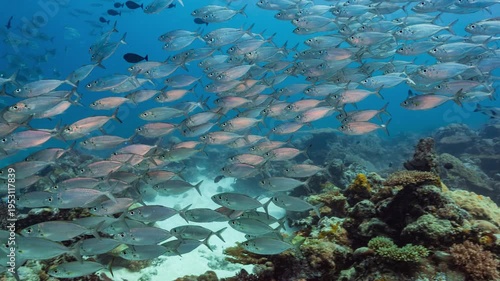 Wallpaper Mural Large school of silver fish swims and shoals over a coral reef in the Palau Marine Sanctuary Torontodigital.ca