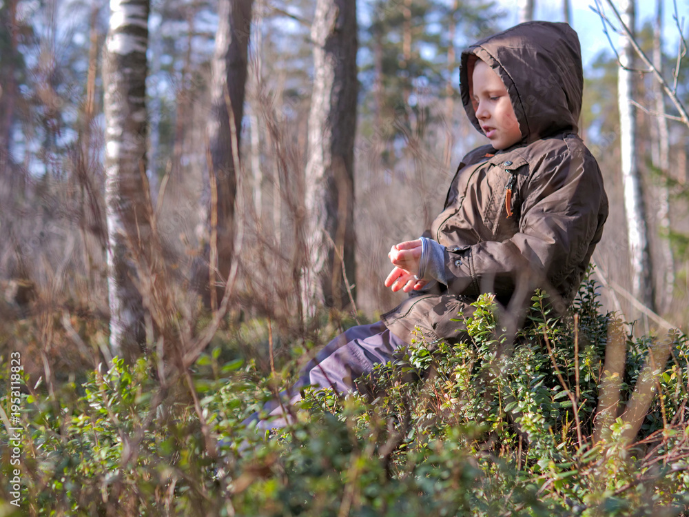 Fototapeta premium Boy Sitting in Forest Undergrowth Examining Something in His Hands — Child Nature Study, Quiet Curiosity, Mindful Child, Boreal Forest Spring