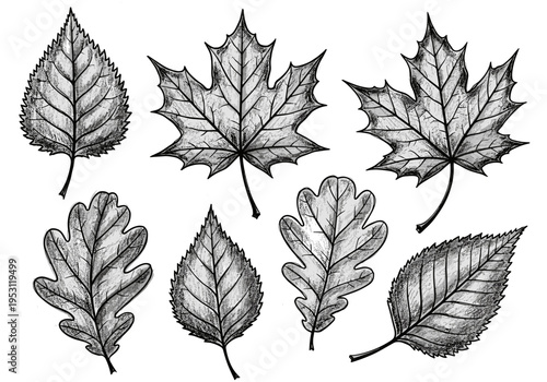 Collection of hand-drawn autumn leaves in grayscale, featuring maple, oak, and birch varieties