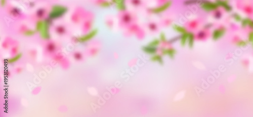 Pink cherry blossom flower branches, buds and leaves set, sakura illustration with petals, Japanese spring floral background for pattern and frame design.