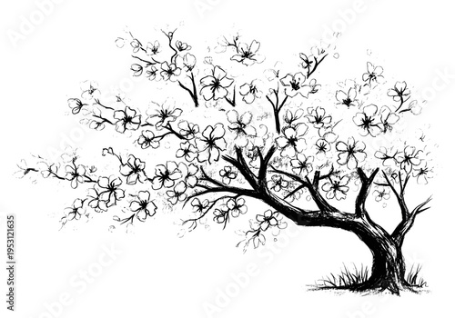 Elegant black and white sketch of a blooming cherry blossom tree with delicate flowers