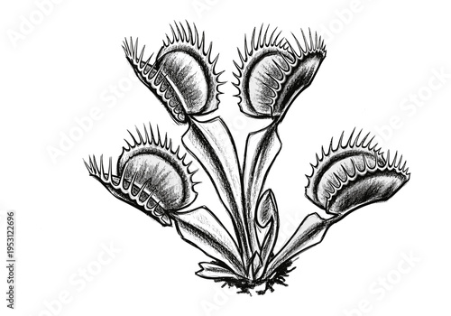 Dionaea muscipula Venus flytrap plant illustration with open traps and leaves
