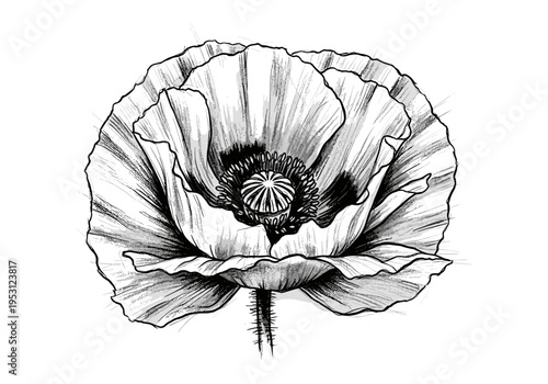 Detailed black and white sketch of a poppy flower with intricate petals and stamen