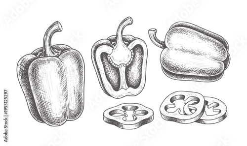 Hand drawn bell peppers whole cut and sliced in style capsicum vegetable food