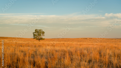 Cuadro en lienzo lonely tree at Kansas prairie near Castle Rock in sunrise light