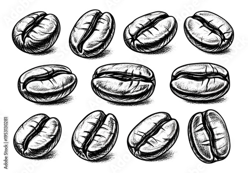 Collection of hand-drawn coffee beans in a detailed sketch style on a white background