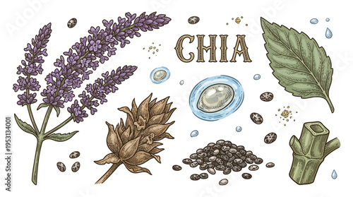 Chia plant botanical vector illustration set with seeds, purple flowers, leaves and stems in vintage hand drawn style