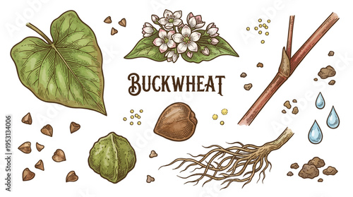 Hand Drawn Vintage Buckwheat Botanical Vector Illustration Set with Seeds, Flowers, Leaf, Stem, and Roots Isolated on Black Background