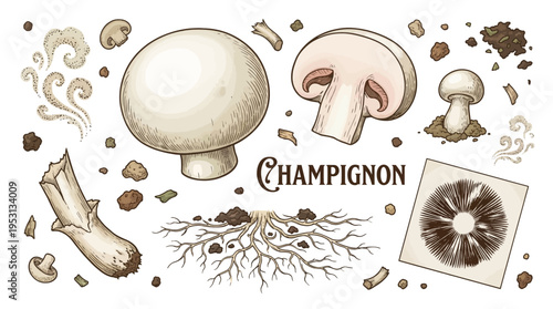 Hand-drawn botanical illustration set of champignon mushrooms featuring whole and sliced fungi, mycelium, and spore print on white background