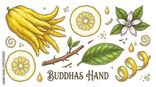 Vintage hand-drawn engraving illustration of Buddha's Hand citron fruit set including whole fruit, slices, leaves, flower, and zest on a black background