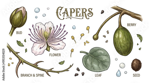 Vintage Hand-Drawn Botanical Illustration of Capers Plant Including Bud, Flower, Berry, Leaf, Branch, and Seed