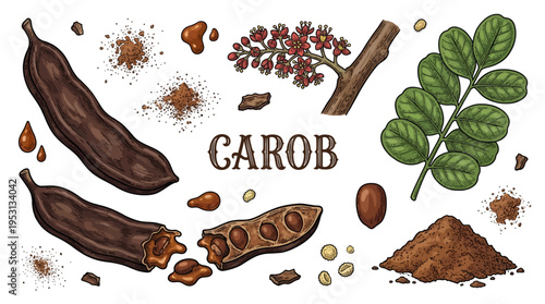Hand Drawn Carob Set with Pods, Seeds, Flowers, Leaves and Powder. Vector Botanical Illustration of Ceratonia Siliqua for Food Packaging and Organic Product Design