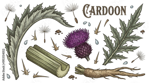 Cardoon botanical illustration set with purple flower, prickly leaves, root, and edible stalk. Hand-drawn vintage engraving style vector collection isolated on white background.