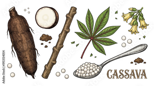 Hand Drawn Cassava Botanical Illustration Set with Root, Leaf, Tapioca Pearls, and Flowers