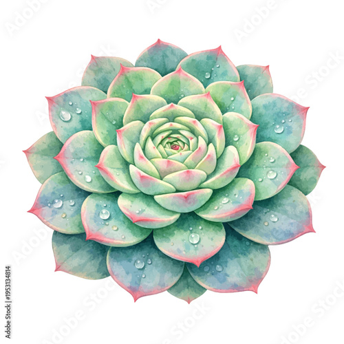 A watercolor echeveria succulent rosette, featuring layered green leaves with soft pink edges and water droplets, isolated on a transparent background.