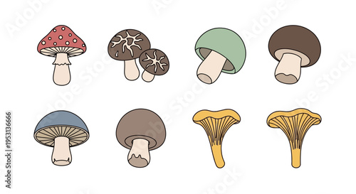 A variety of colorful mushroom species.