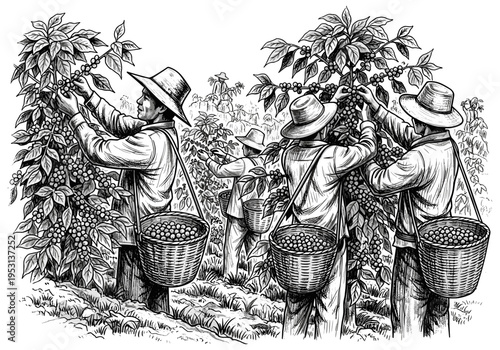Farmers harvesting coffee beans from plants in baskets, black and white illustration