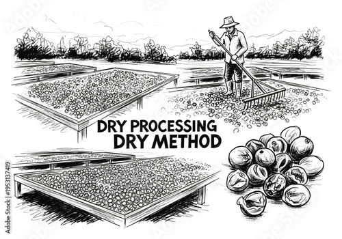 Farmer raking coffee beans on drying beds using the dry processing method