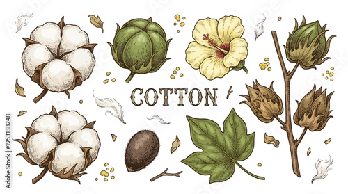 Vintage Hand Drawn Cotton Plant Set Vector Illustration with Bolls, Flower, and Leaves