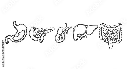 outlined human digestive organs illustration with stomach pancreas liver and intestines for medical and educational purposes.