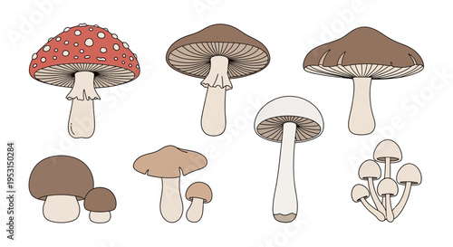 A group of various mushroom species.
