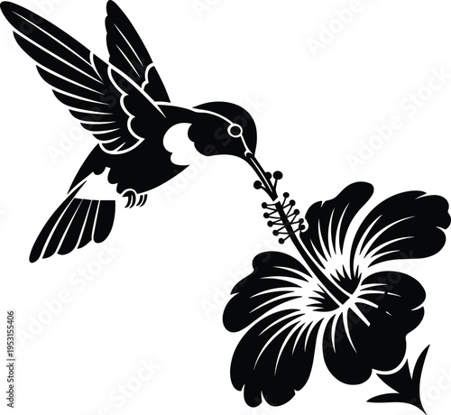 Hummingbird flying and drinking nectar from hibiscus flower black and white vector silhouette for tropical nature garden and summer wildlife