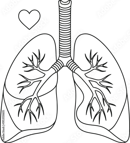 Anatomical illustration of the human lungs with a central airway highlighted