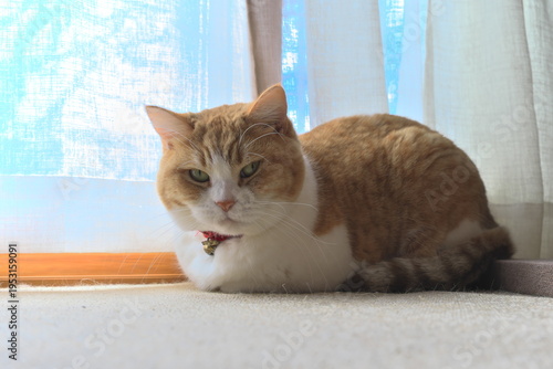 カーテンのそばで不機嫌そうな表情を浮かべる茶トラ白猫　拒絶、不満、プライバシーの確保、心理的な壁を象徴するコンセプトイメージ